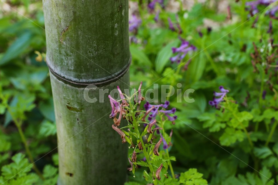 plant,식물,대나무,꽃,flower,식물,자연,plants,nature,꽃,flower
