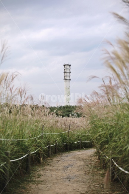 갈대,식물,산책로,구름,하늘,reed,공원,가을,계절,fall,autumn,season,자연,풍경,nature,landscape,plant,grass,잔디,lawn