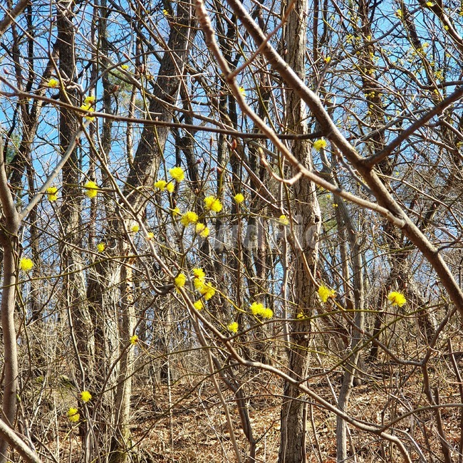 plant,식물,자연,nature,나무줄기