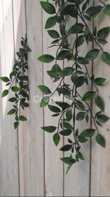 담장,풀,나무,덩굴식물,펜스,울타리,식물,자연,plants,nature