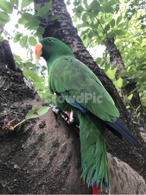 animal,동물,bird,새,앵무새,초록새,뉴기니아,뉴기니아앵무새,동물,animal,조류,새,birds