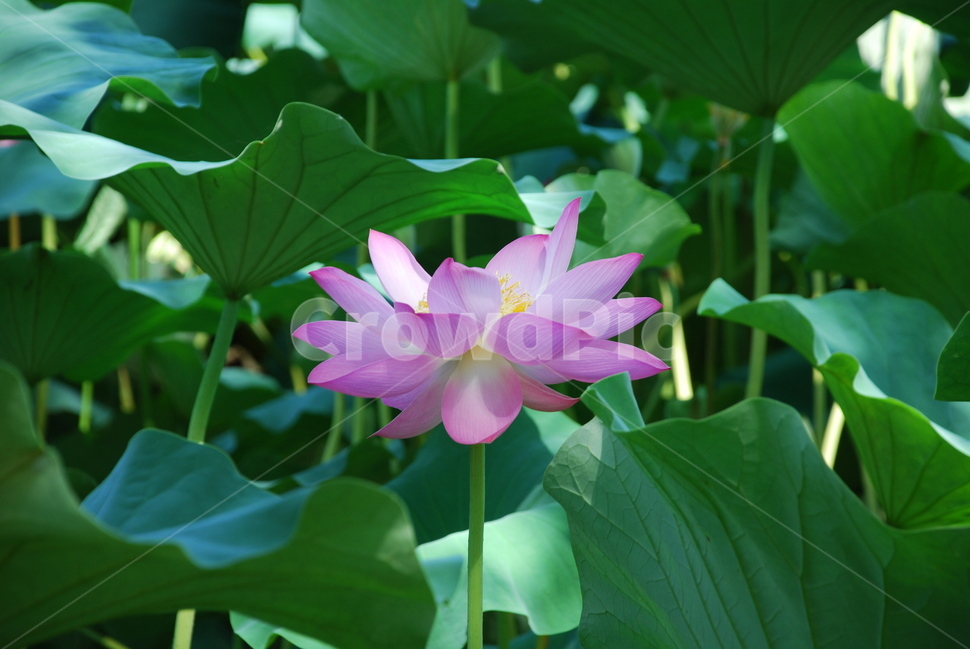 연꽃,연잎,연못,연,자연,식물,자연,plants,nature,꽃,flower
