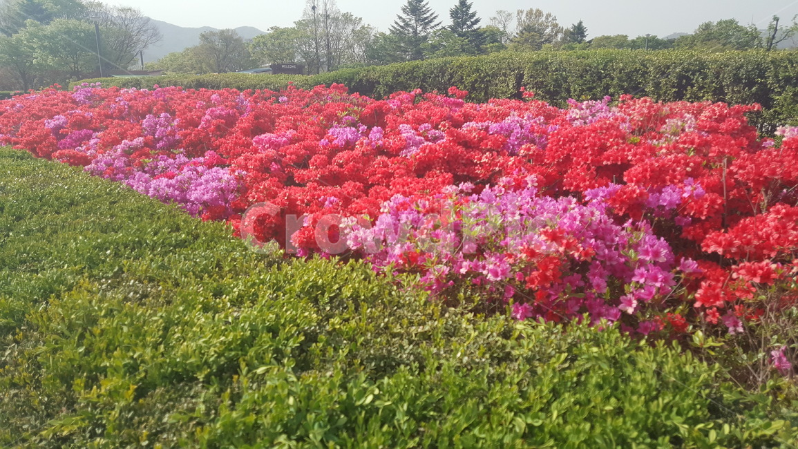 blossom,꽃,plant,식물,진달래,봄,봄풍경