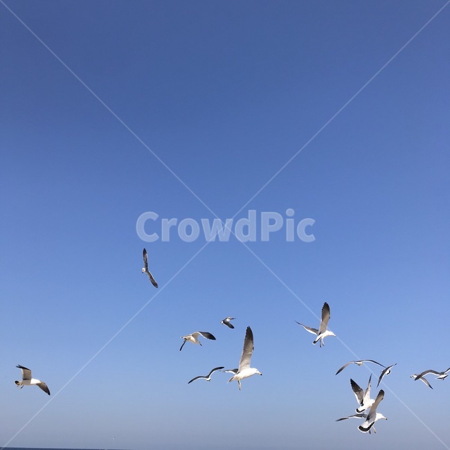 bird,새,animal,동물,flock,flying,나는,갈매기,바다,푸른,하늘,blue,동물,animal,조류,새,birds