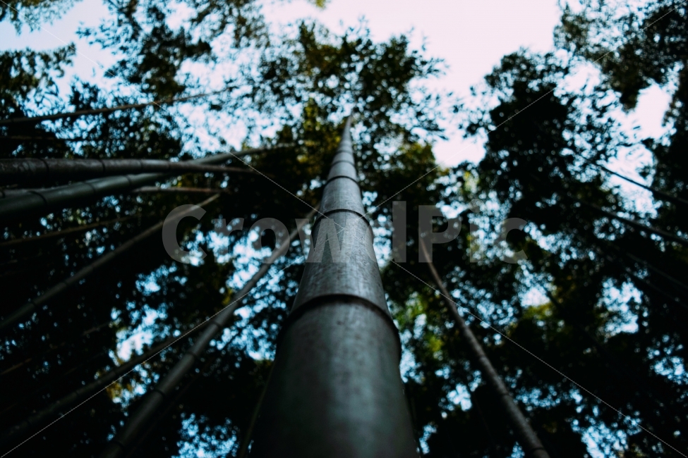 일본,대나무,대나무숲,하늘,식물,식물,자연,plants,nature
