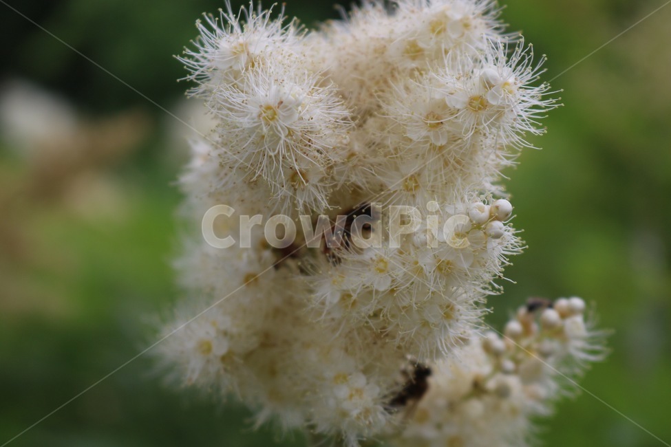 꽃,흰색,식물,자연,초록,flower,hana,white,shiro,plants,shokubutsu,nature,green,midori,꿀벌,honeybee,mitsubachi,식물,자연,plants,nature,꽃,flower