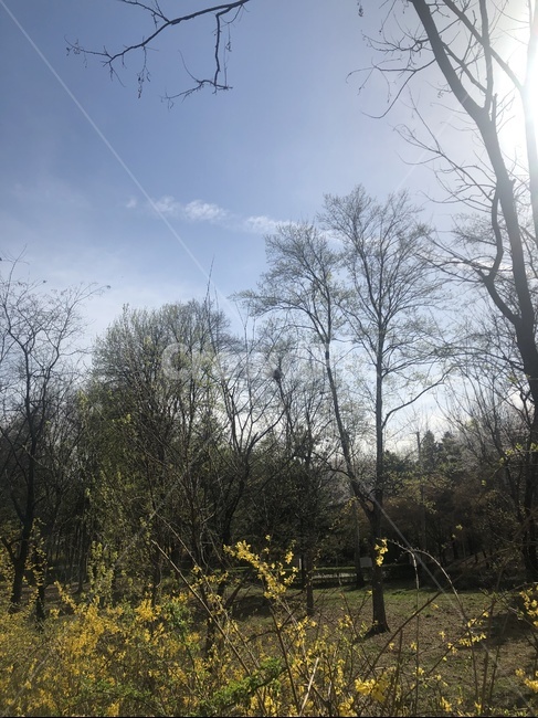 꽃,나무,개나리,하늘,봄,봄,계절,spring,season,자연,풍경,nature,landscape,tree,plant,식물
