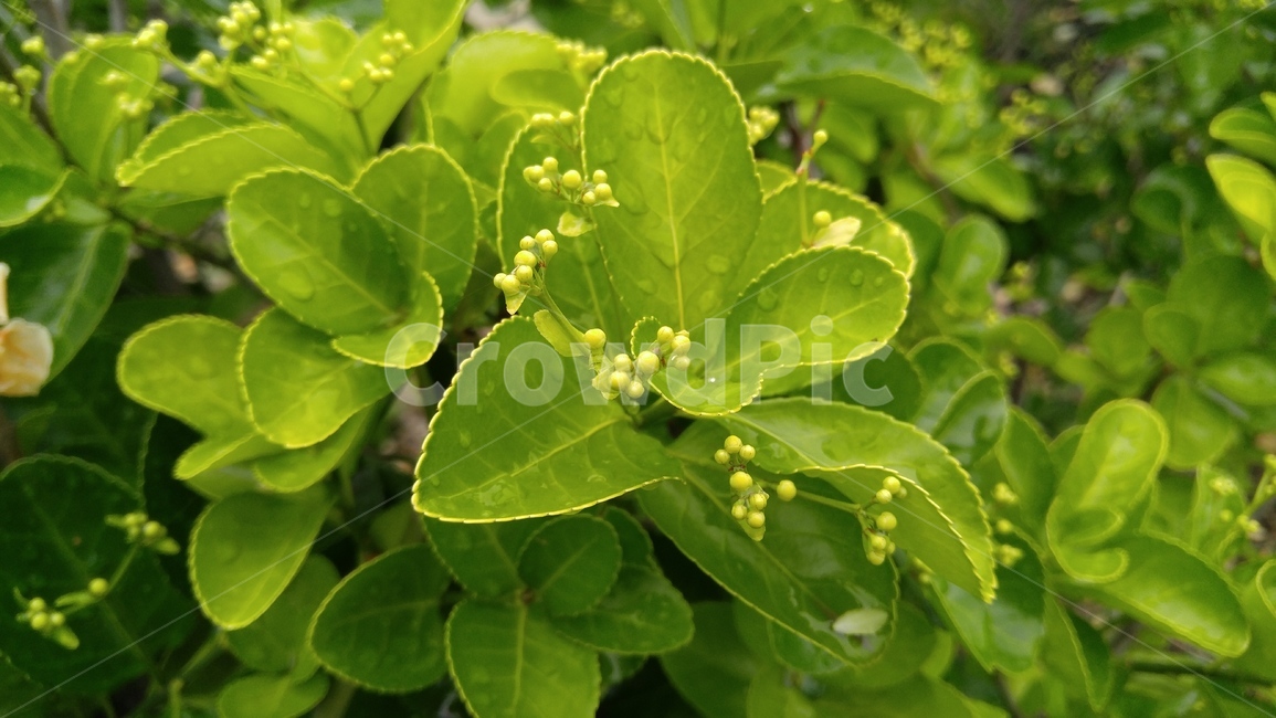 사철나무,식물,잎,연두색,녹색,비,배경,감성,계절,sagallus,plants,leaf,green,background,rain,emotional,season