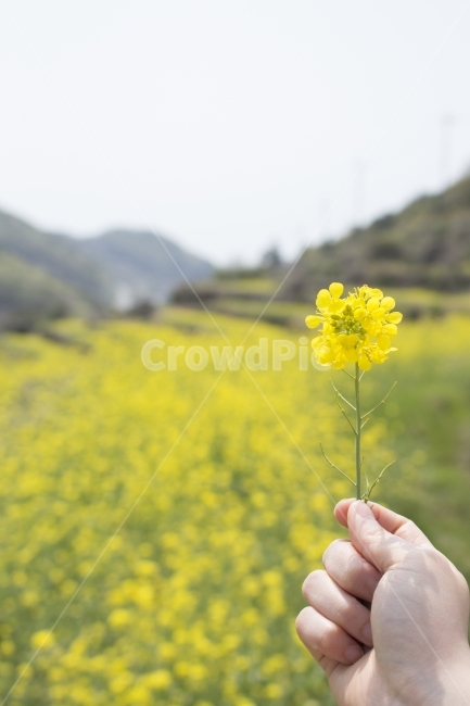 유채,유채꽃,꽃,봄,봄꽃,벌판,들판,여행,봄여행,접사,근접,매크로,배경,백그라운드,하늘,다울,봄,계절,spring,season,식물,자연,plants,nature,꽃,flower,사람,인물,인간,human,person,신체일부,몸,body