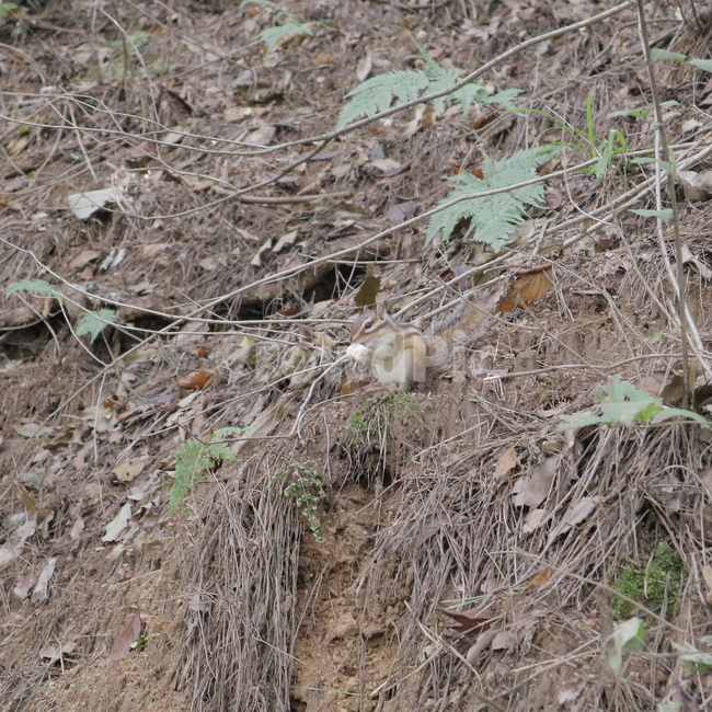 산,숲속,동물,다람쥐,바닥,ground,동물,animal,포유류,mammal