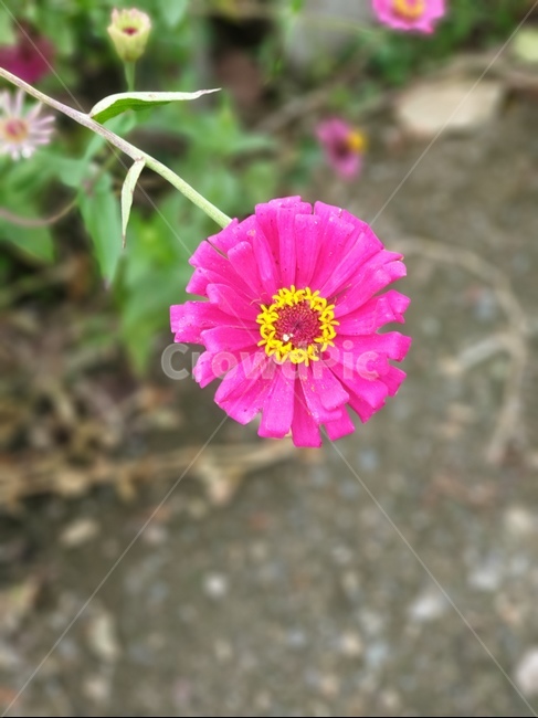 plant,식물,백일홍,꽃잎,분홍꽃,flower,백일초,꽃,식물,자연,plants,nature,꽃,flower