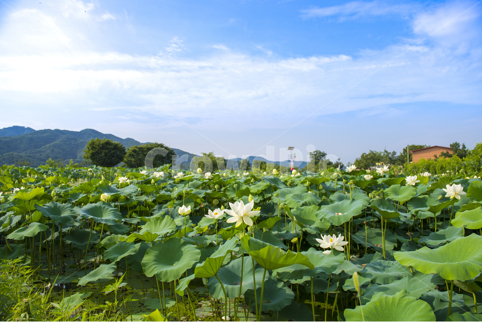연꽃,연잎,연못,홍련,핑크,녹색,연꽃밭,자연,풍경,nature,landscape,한국자연풍경,한국자연경관,korea nature landscape,식물,plants,꽃,flower,plant,blossom