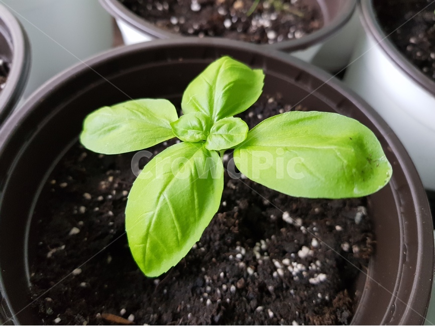 허브,바질,화분,베란다정원,herb,식물,자연,plants,nature,실내용화초,화분,화초,house plant