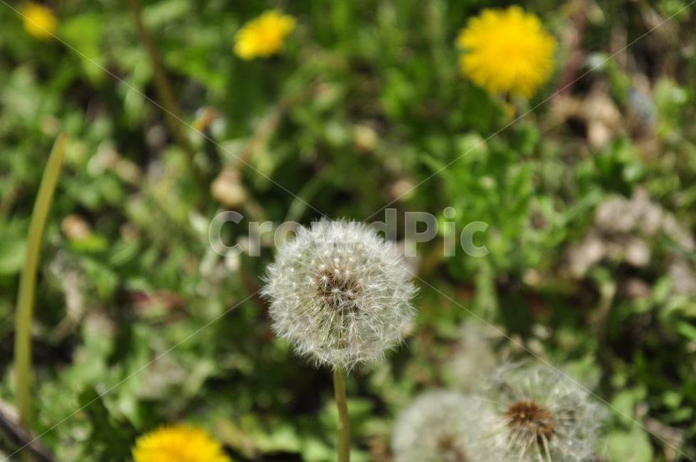 민들레홀씨,여름,접사,민들레,홀씨,야생화,식물,자연,plants,nature,꽃,flower