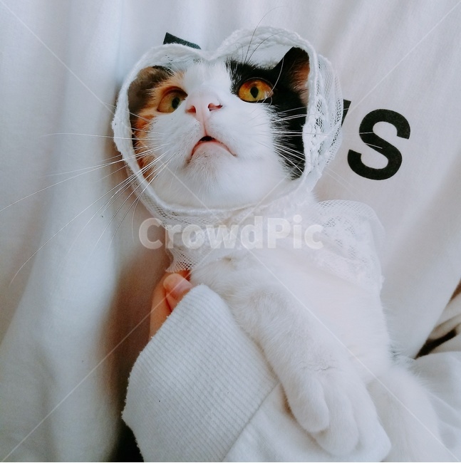 고양이,코리안숏헤어,코숏,고양이사진,동물,삼색고양이,동물,animal,포유류,mammal,고양이,cat,kitten,kitty
