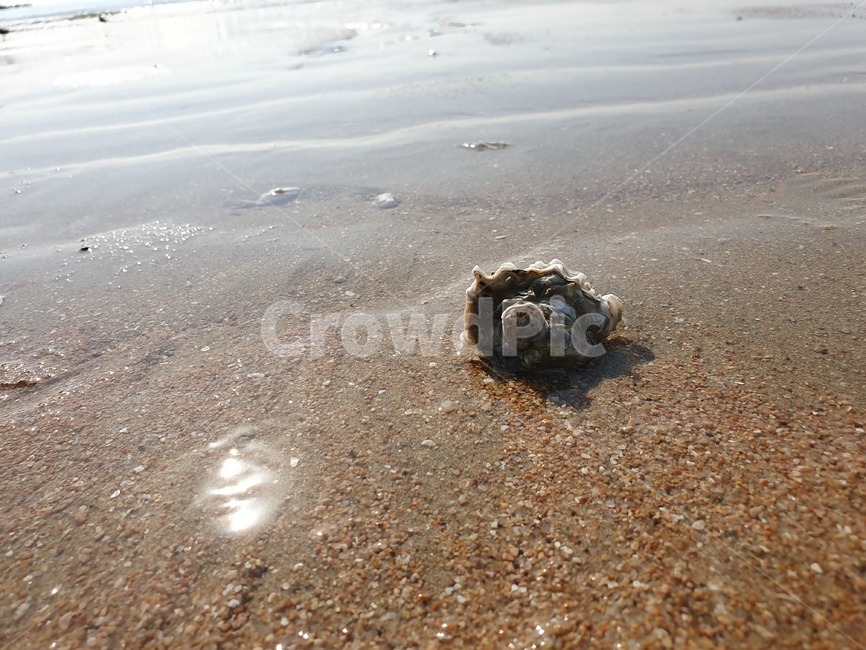 바다,해수욕장,서해,소라,모래,해변,바다,beach,sea