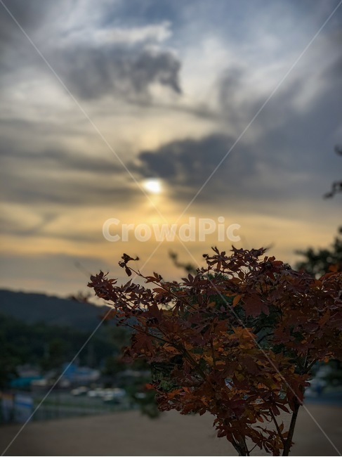 leaf,잎,식물,plant,light,빛,플레어,flare,노을,해질녘,자연,풍경,해,저녁,식물,자연,plants,nature