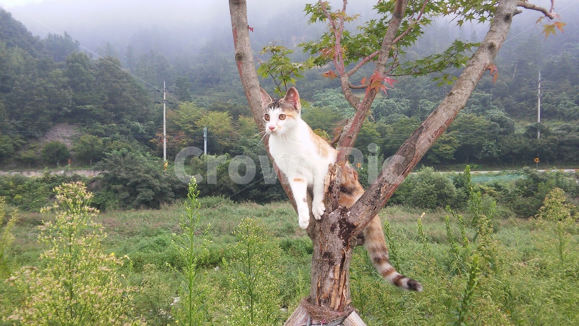 동물,animal,포유류,고양이,나무