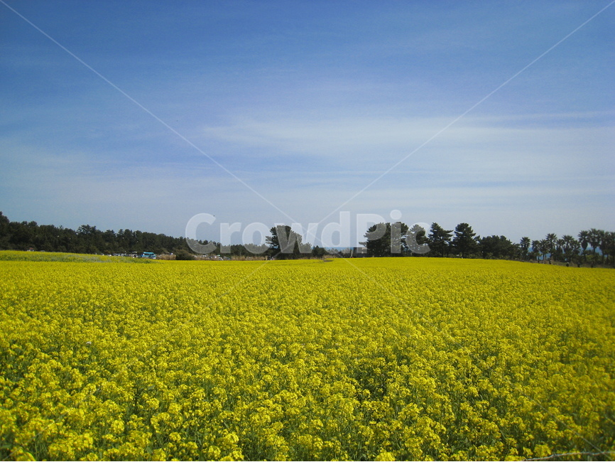제주도,하늘,파란하늘,유채꽃,꽃밭,꽃,나무,jejuisland,sky,bluesky,rapeflower,flowerfield,flower,tree,yellow,풍경,scenery,배경,background,자연,풍경,nature,landscape,제주도,jeju,jeju island,grassland,목초지,field,들,outdoors,옥외,rural,농촌,meadow,farm,농장