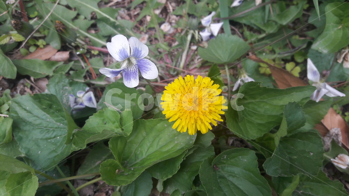 자연,봄,꽃,공원,맑음,식물,자연,plants,nature,꽃,flower