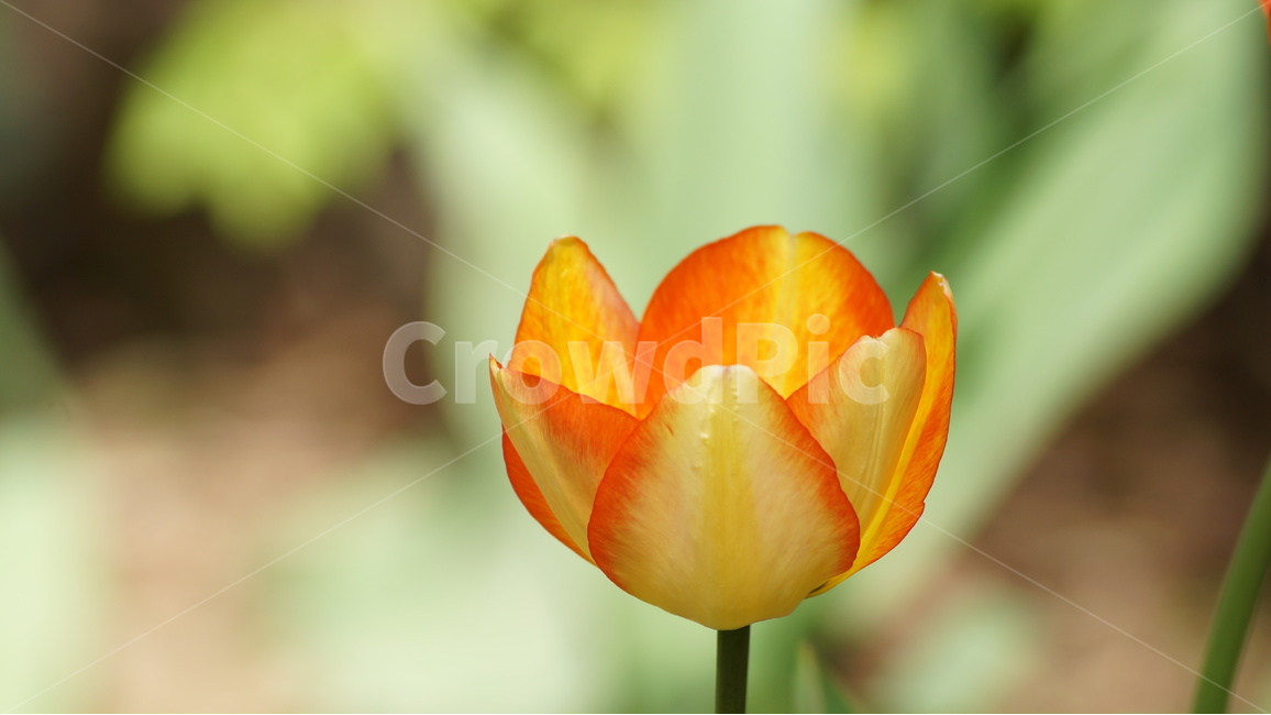 꽃,봄꽃,자연,풍경,튜울립,봄,계절,spring,season,식물,자연,plants,nature,꽃,flower,plant,blossom,tulip,튤립