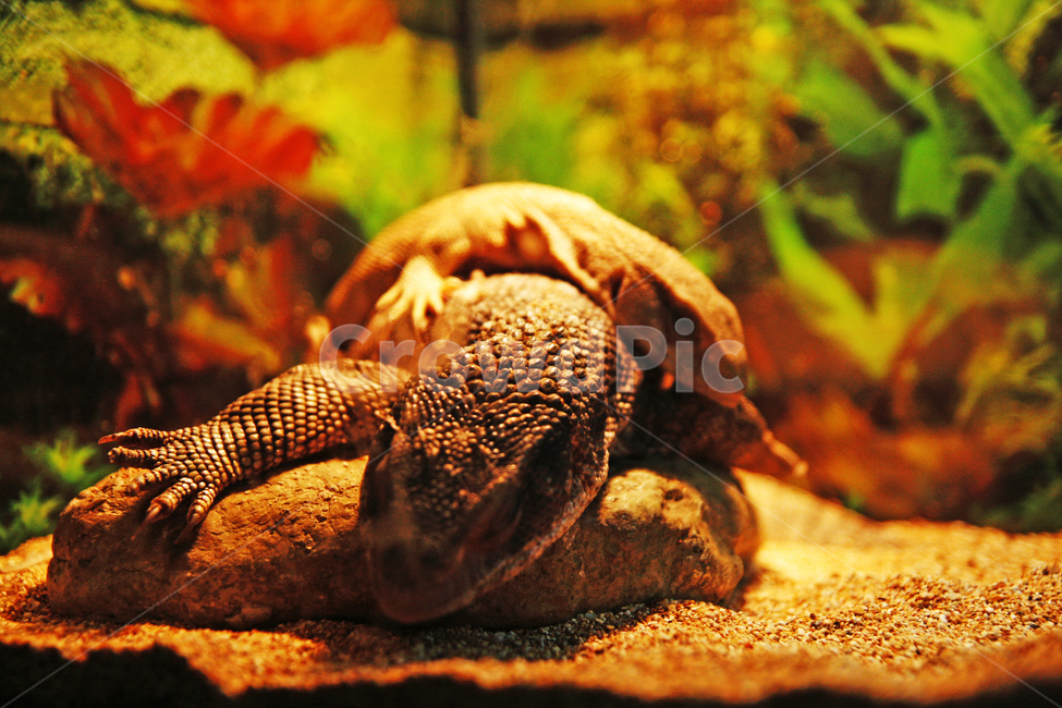 동물원,동물,파충류,도마뱀,zoo,animal,lizard,동물,animal,파충류,양서류,reptile,amphibian