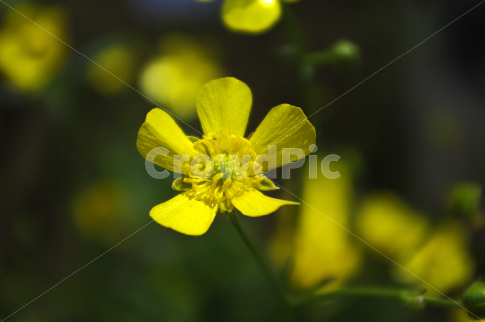 바위미나리아재비,식물,자연,꽃,flower,color,식물,자연,plants,nature,꽃,flower