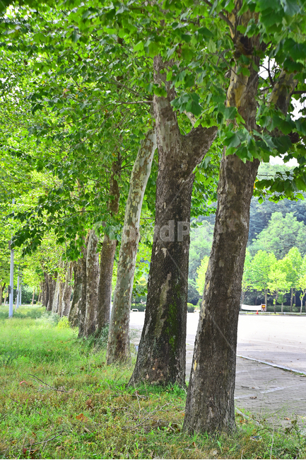 숲,나무,가로수,환경,자연,배경,그린,초록,녹색,바탕,백그라운드,green,background,outdoor,야외,녹지,식물,plant,자연,풍경,nature,landscape,tree,tree trunk,나무 줄기
