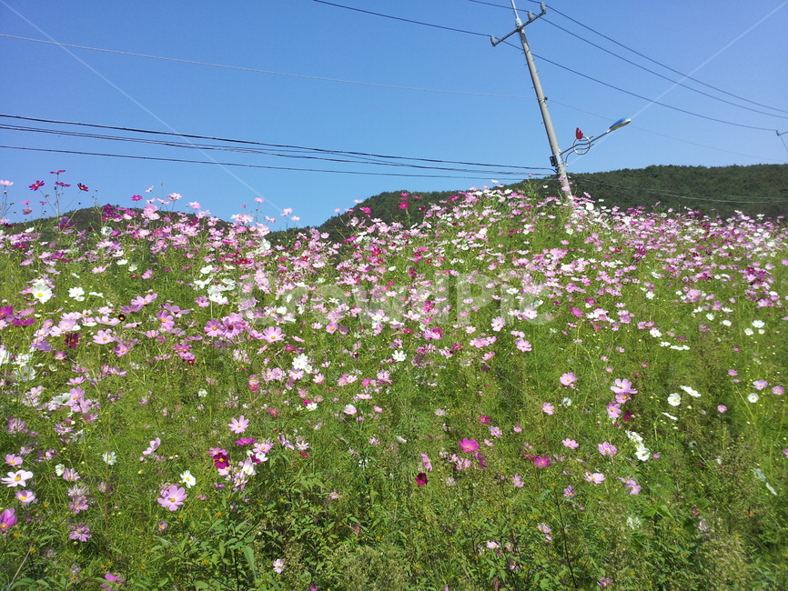 시골길,코스모스,길가코스모스,가을,가을시골길,식물,자연,plants,nature,꽃,flower