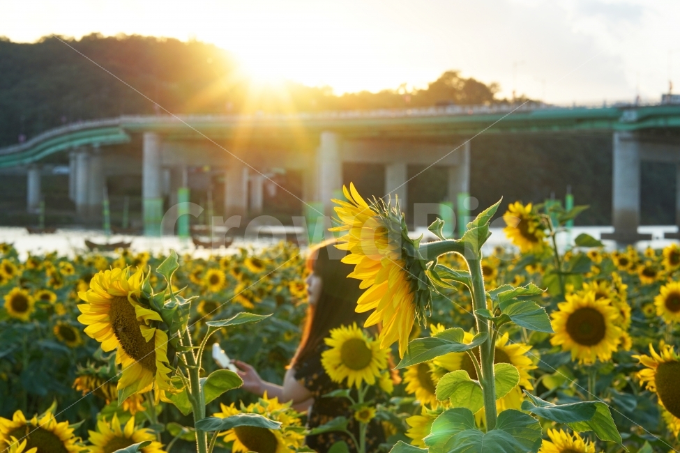 해바라기,소녀,햇빛,자연,식물,여자,모자,여름,계절,summer,season,식물,자연,plants,nature,꽃,flower,사람,인물,인간,human,person,여성,여자,woman,female,lady,연출,컨셉,콘셉,direction,concept,plant,blossom,flare,플레어,light,빛