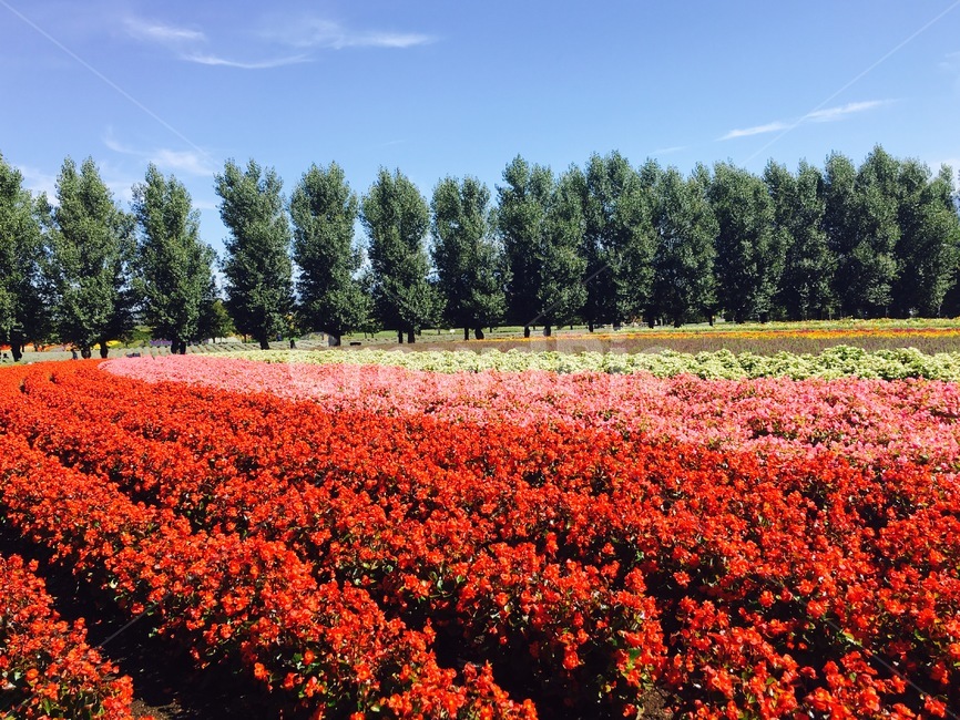 삿포로,후라노,팜토미타,정원,꽃,자연,풍경,nature,landscape,해외,외국,세계,foreign,oversea,world,세계자연풍경,해외자연풍경,외국자연풍경,world nature landscape,plant,식물,tree,나무