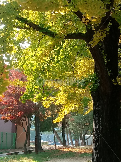 가을,단풍,낙엽,maple,plant,식물,단풍나무,단풍잎,leaf,잎,tree,나무,계절,fallautumnseason,가을단풍,자연,풍경,경치,가을,계절,fall,autumn,season,식물,자연,plants,nature,나무,trees,wood,tree trunk,나무 줄기
