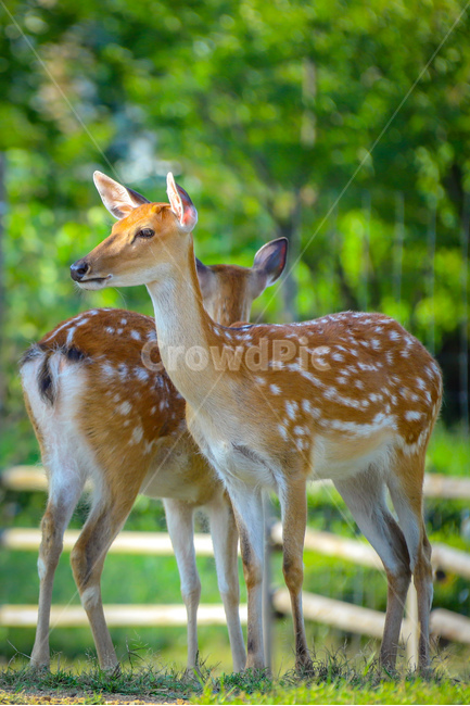 동물,사슴,밤비,공원,꽃사슴,자연,힐링,동물,animal,포유류,mammal