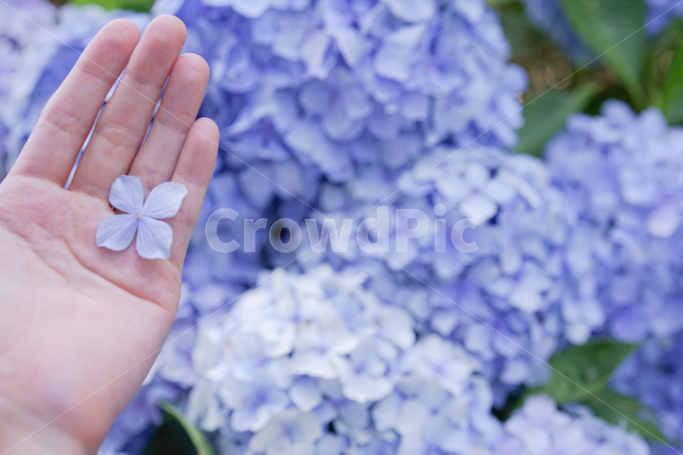 수국,hydrangea,flower,손,꽃잎,연보라색,식물,자연,plants,nature,꽃,flower,감성,sensible,feeling,색깔,색상,색채,색감,color sense,color sensitivity,feeling of color