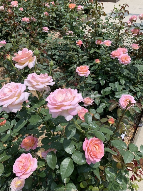 장미,핑크장미,장미정원,봄,장미꽃,rose