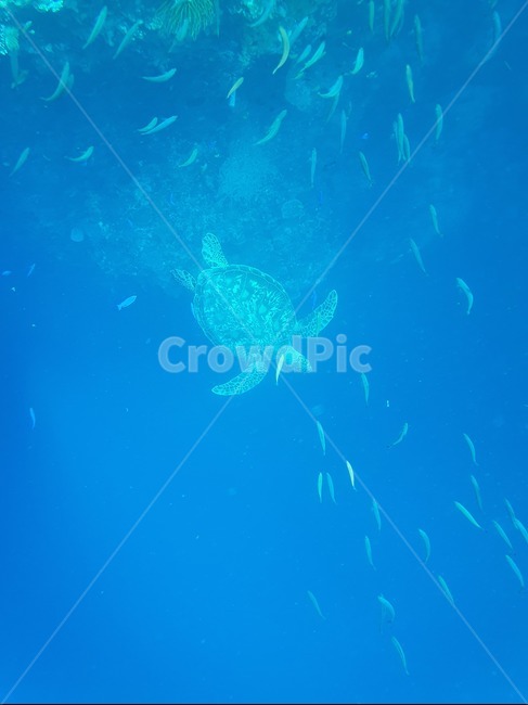 바다거북,해양생물,sealife,turtle,터틀,거북이