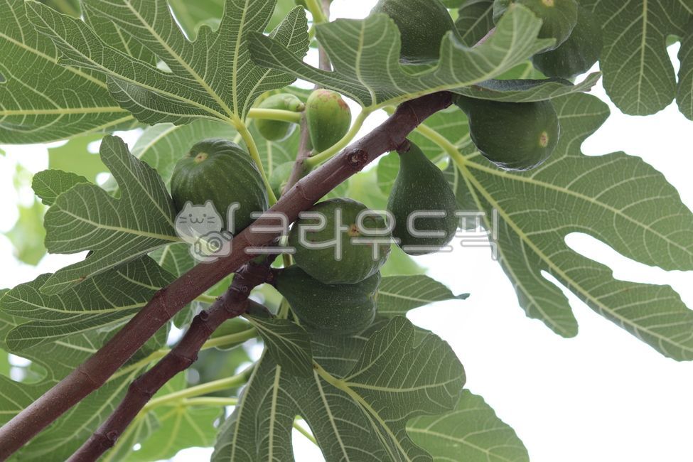FIG,unripe figs,moraceae,fruit,fig fruit,plant,fig tree,food