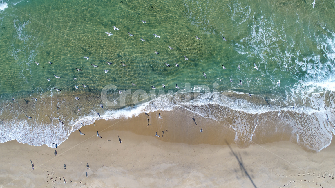 바다,갈매기,파도,드론,sea,seagulls,seagull,해변,백사장,beach,sand,sandbeach,자연,풍경,nature,landscape,해변,바다,beach,sea,동물,animal,조류,새,birds,water,물,ocean,대양,outdoors,옥외,scenery,shoreline,해안선