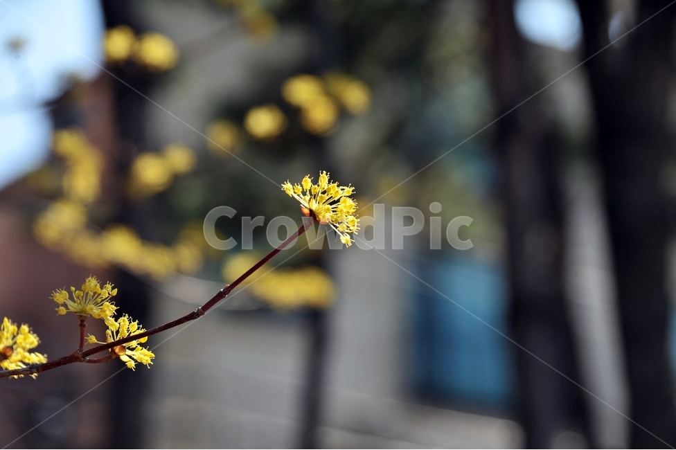 산수유,봄꽃,노란꽃,식물,자연,나무,꽃,봄,계절,spring,season,식물,자연,plants,nature,꽃,flower,plant