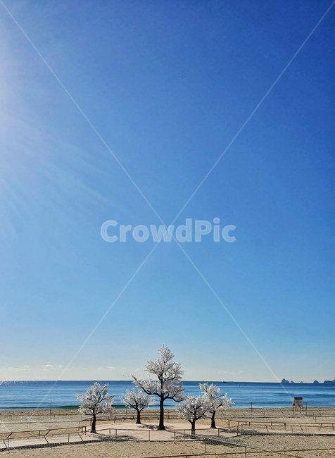 겨울바다,바다,겨울,나무,자연,sea,nature,winter