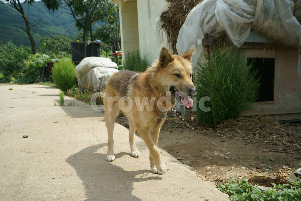 개,포유동물,황구,누렁이,반려견