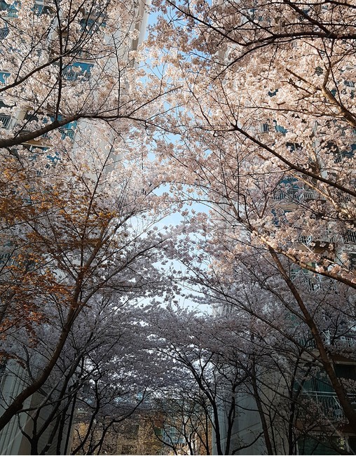 Cherry Blossom,nature,flower tree,Emotional photo,spring,plant,sight,season,landscape