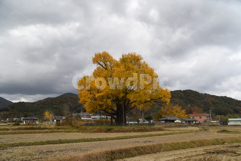 노거수,은행나무,구량리,tree,나무,plant,식물,보호수,가을,계절,fall,autumn,season,식물,자연,plants,nature,나무,trees,wood,outdoors,옥외