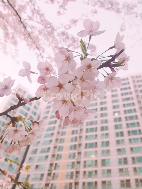 벚꽃,봄,분홍,핑크,나무,식물,자연,plants,nature,꽃,flower