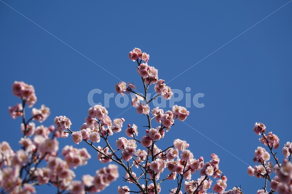 식물,꽃,벚꽃,봄,plkant,blossom,flower,cherryblossom,봄,계절,spring,season,식물,자연,plants,nature,꽃,flower