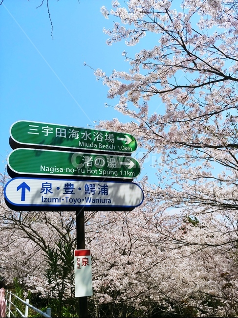 봄,spring,벚꽃,cherryblossoms,일본,japan,자연