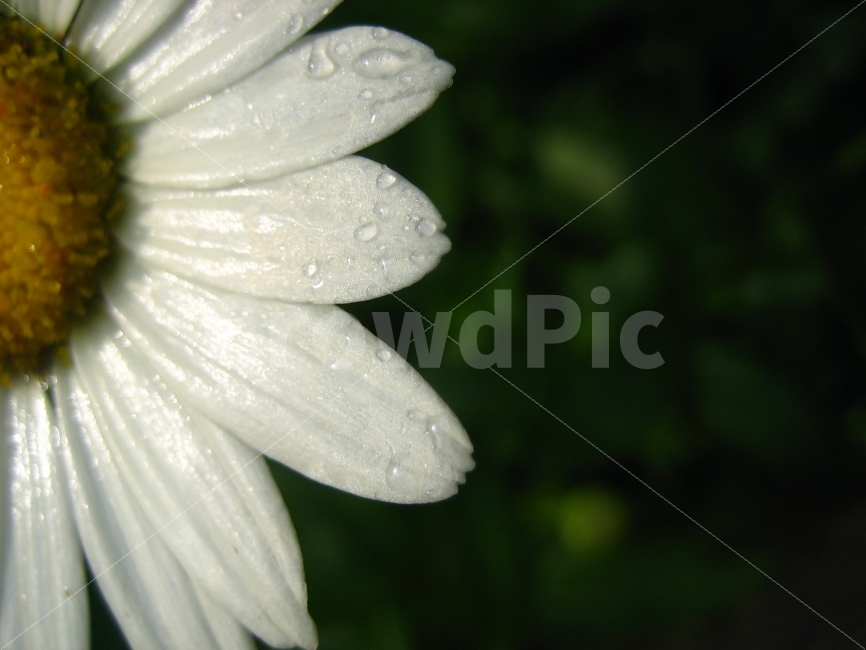 꽃,꽃잎,가을,숲,신비,애틀란타,식물,자연,plants,nature,꽃,flower