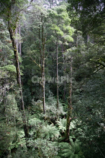 tree,나무,plant,식물,vegetation,초목,숲속,숲길,울창한