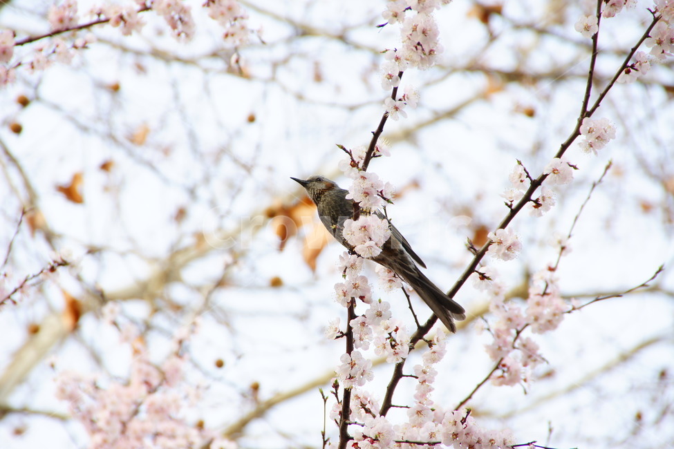 봄,새,조류,나무,휴식,동물,animal,조류,새,birds