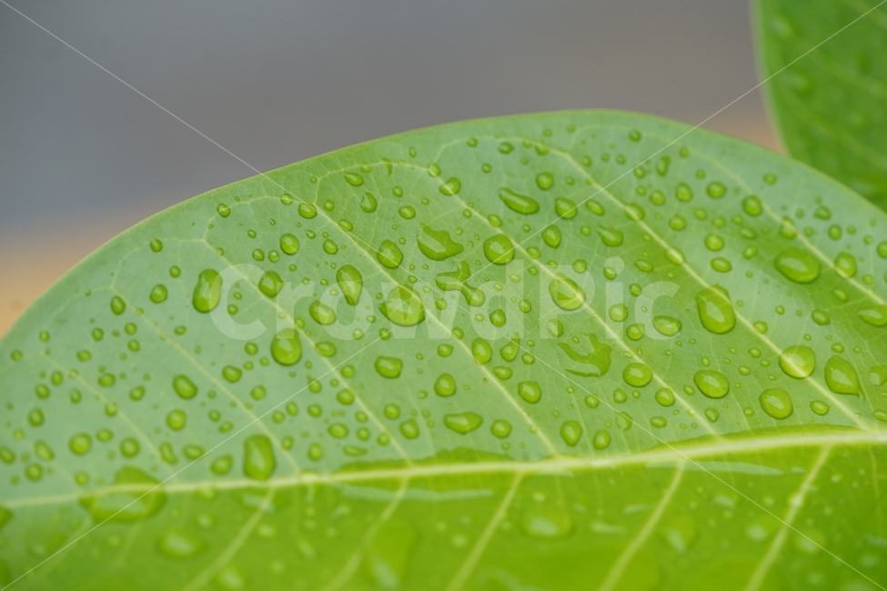 물방울,잎,식물,물,자연,싱그러움,비,잎사귀,녹색,생명,싱싱,식물,자연,plants,nature
